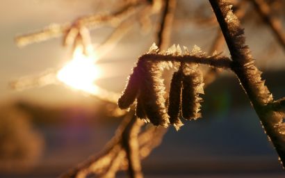 Frost auf Haselkätzchen im Sonnenaufgang