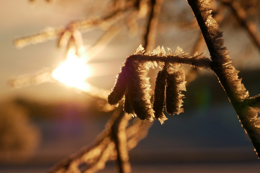 Frost auf Haselkätzchen im Sonnenaufgang