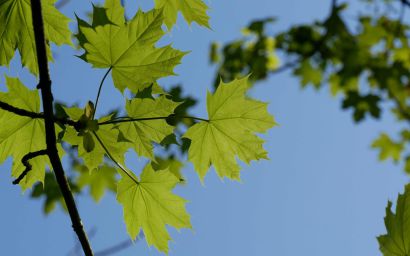 Blätter vom Spitzahorn