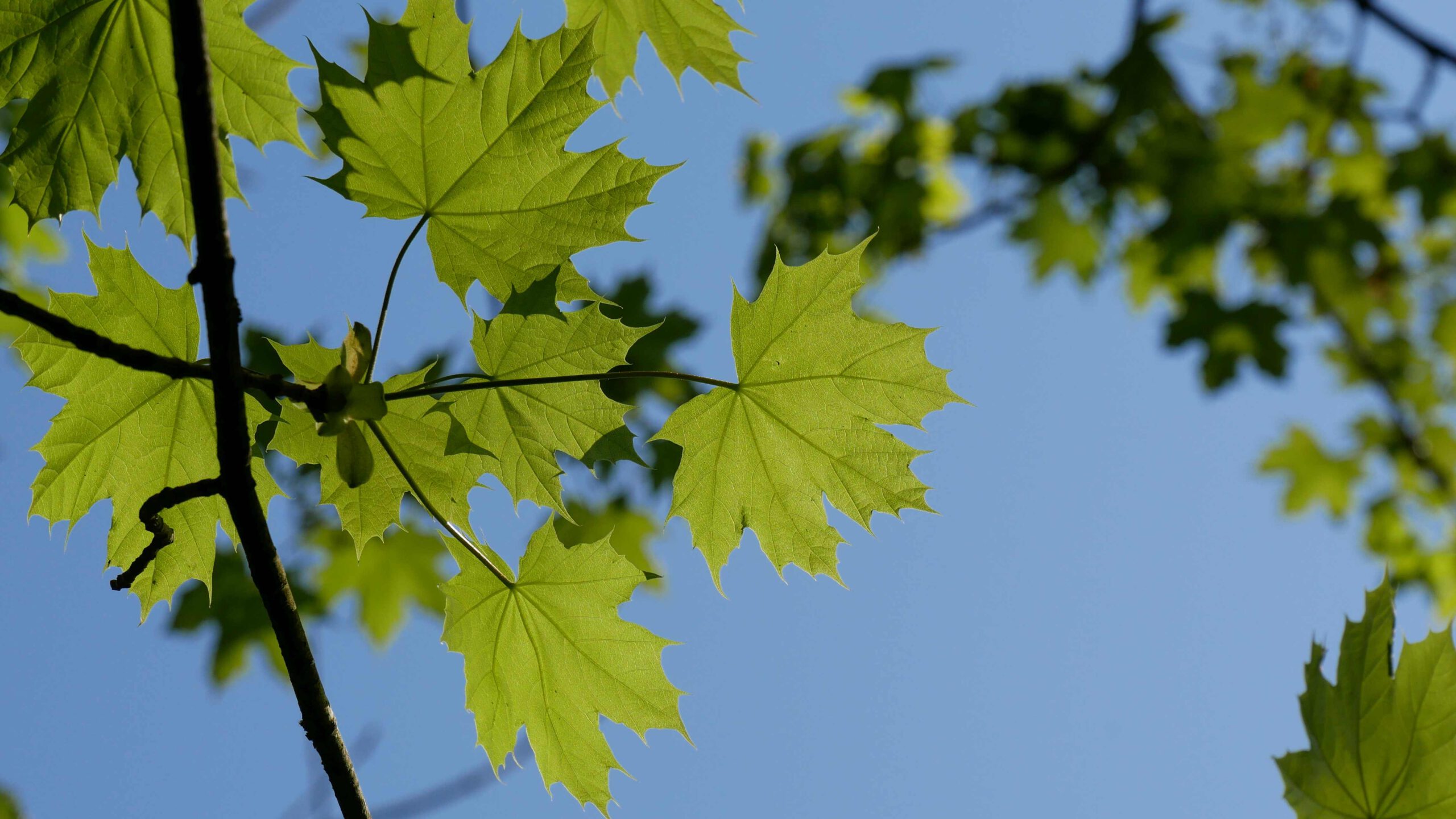 Blätter vom Spitzahorn