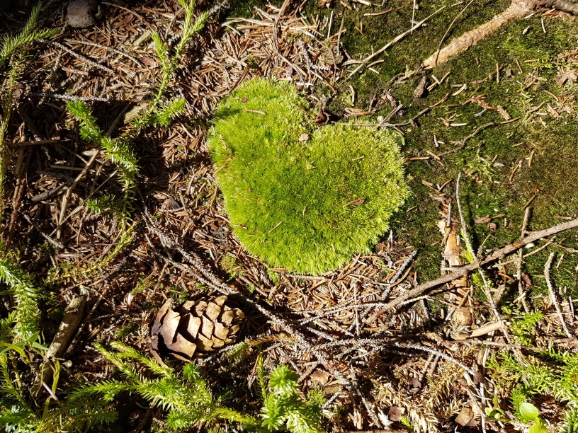 Moos-Herz im Wald