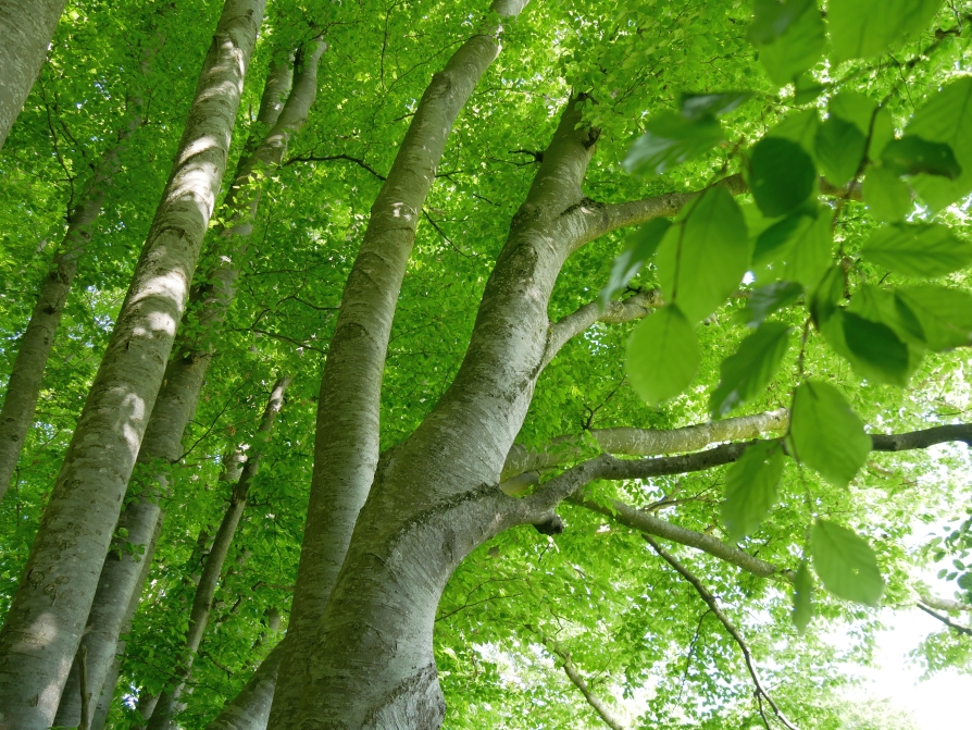 Buchenwald Waldbaden